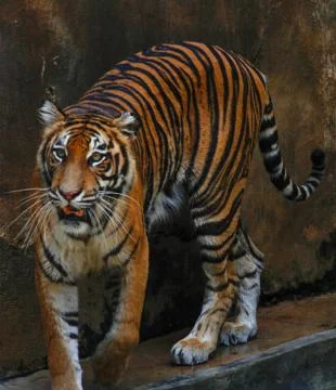 Tiger Stock Photos