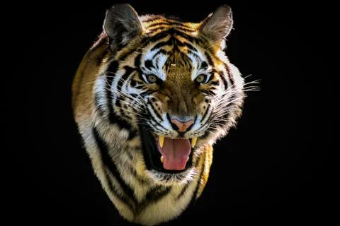 TIGER Stock Photos