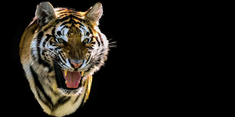 TIGER Stock Photos