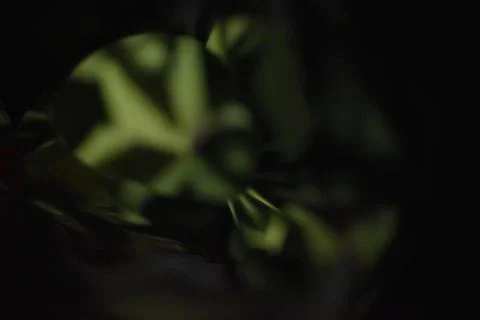 The tiger Stock-Fotos