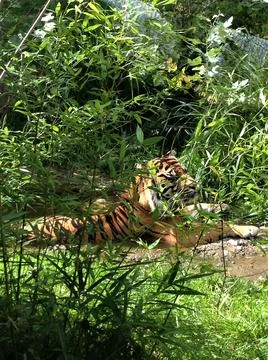 Tiger Stock Photos