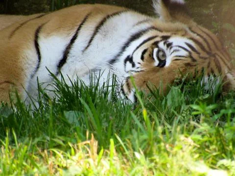 Tiger Stock Photos