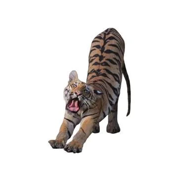 Tiger Stock Photos