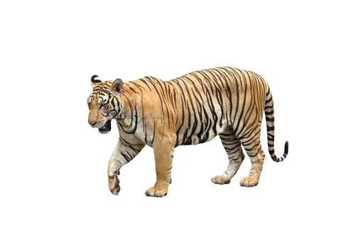 Tiger Stock Photos