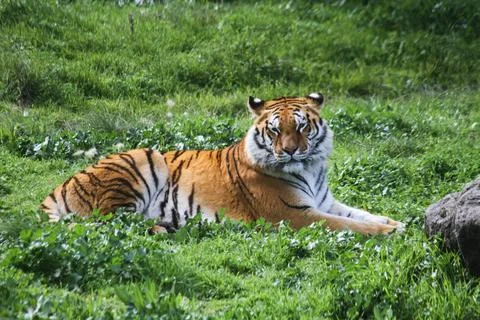 Tiger Stock Photos
