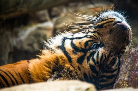 Tiger Stock Photos