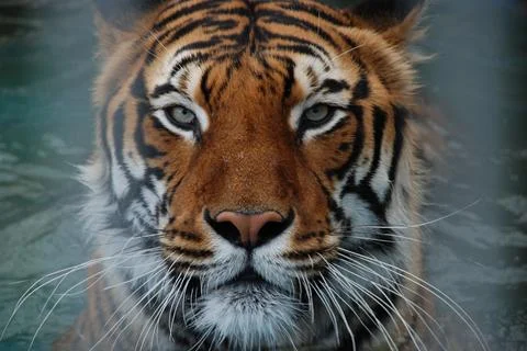 Tiger Stock Photos