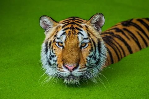 Tiger Stock Photos