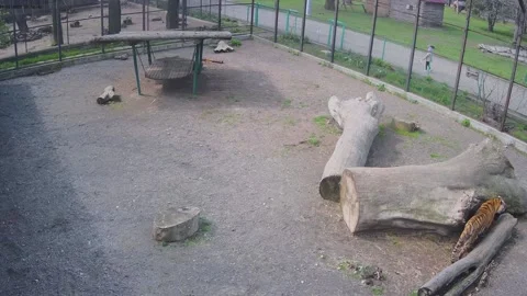 Tiger plaing with the tree Stock Footage 152832335