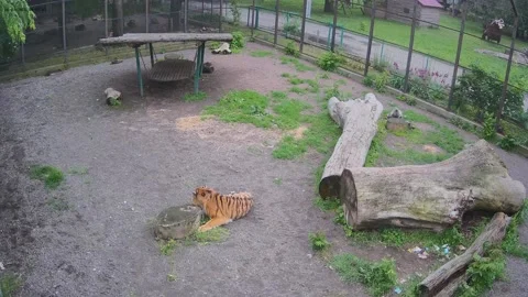 Tiger is played with a log Stock Footage 155151933