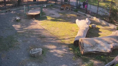 Tiger is played with a piece of log Stock Footage 162732693