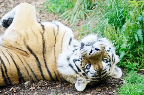 Tiger playful Stock Photos