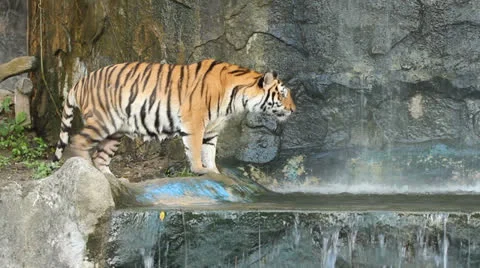 Tiger playing Stock Footage 25830162