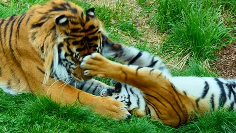 Tiger playing with his cub Stock-Footage 76396261
