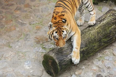 Tiger playing with tree block Foto stock