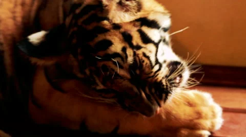 Tiger playing in zoo close up Stock Footage 57715020