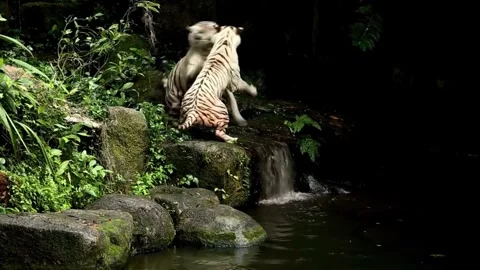 Tiger playing in the zoo Stock Footage 277780906