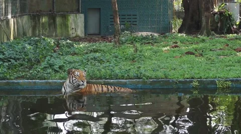 Tiger in the pond Stock Footage 66422003