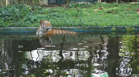 Tiger in the pond Stock Footage 66423763
