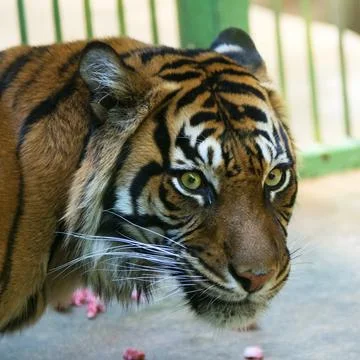 Tiger, portrait of a bengal tiger. Stock Photos
