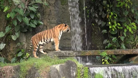 Tiger Portrait. Видео 82958314