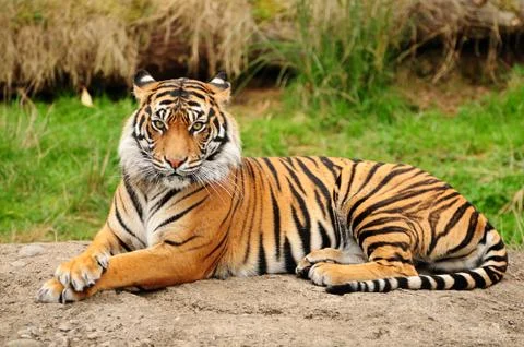 Tiger portrait horizontal Stock Photos