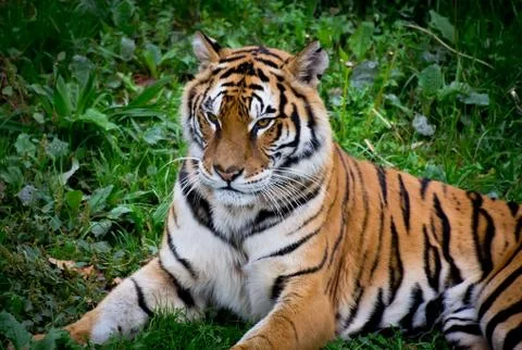 Tiger portrait Foto stock