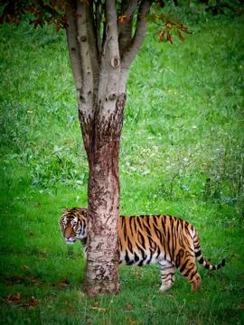Tiger portrait Stock Photos