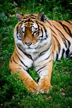 Tiger portrait Stock Photos