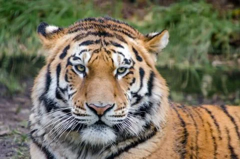 Tiger portrait Stock Photos