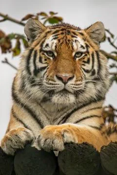 Tiger portrait Stock Photos