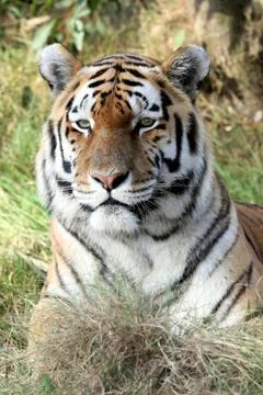 Tiger Portrait Foto stock