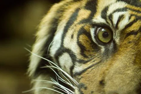 Tiger portrait Stock Photos