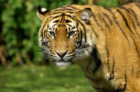 Tiger Portrait Stock Photos