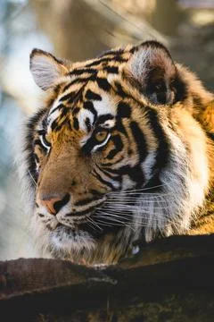 Tiger Portrait Stock Photos