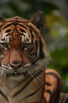 Tiger Portrait Stock Photos