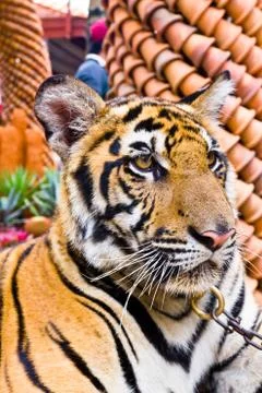 Tiger portrait1 Stock Photos