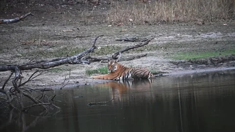 Tiger posing at the edge of the river bank in Bandhavgarh national park Video stock 277141405