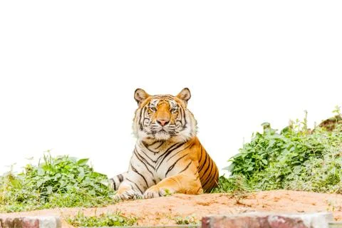 Tiger posing isolate white background with clipping path Stock Photos