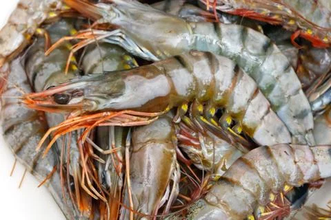 Tiger prawn Stock Photos