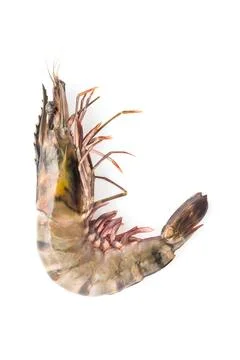 Tiger prawn shrimp 스톡 사진