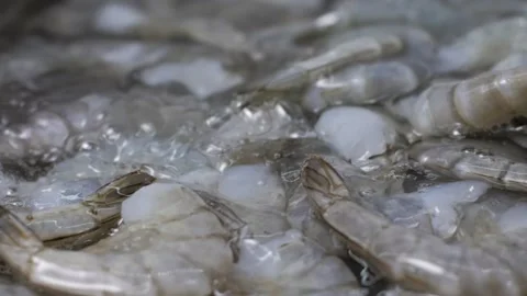 Tiger prawns swaying on the waves in the ice Stock Footage 160606983