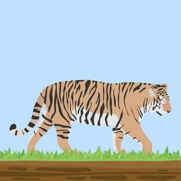A tiger, a predator, a tiger on the grass Stock Illustration
