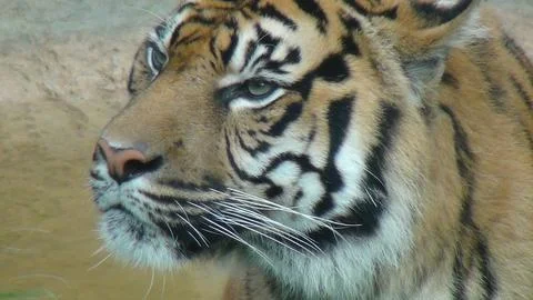 Tiger in profile close Stock Photos