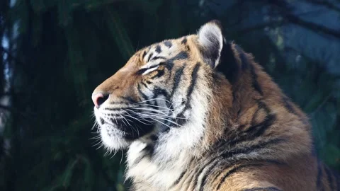Tiger in profile gazes into the distance, showcasing its majestic features Stock Footage 332424547