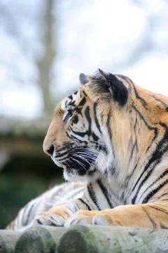 Tiger profile Stock Photos