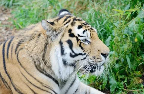 Tiger profile Stock Photos