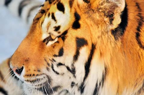 Tiger profile Stock Photos