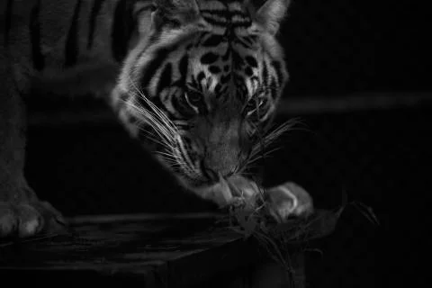 Tiger Prowl Stock Photos