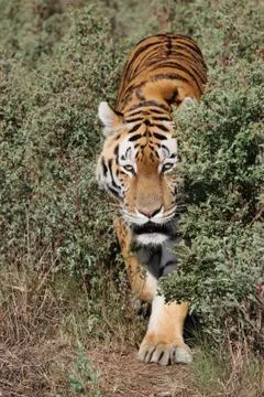 Tiger Prowling Stock Photos